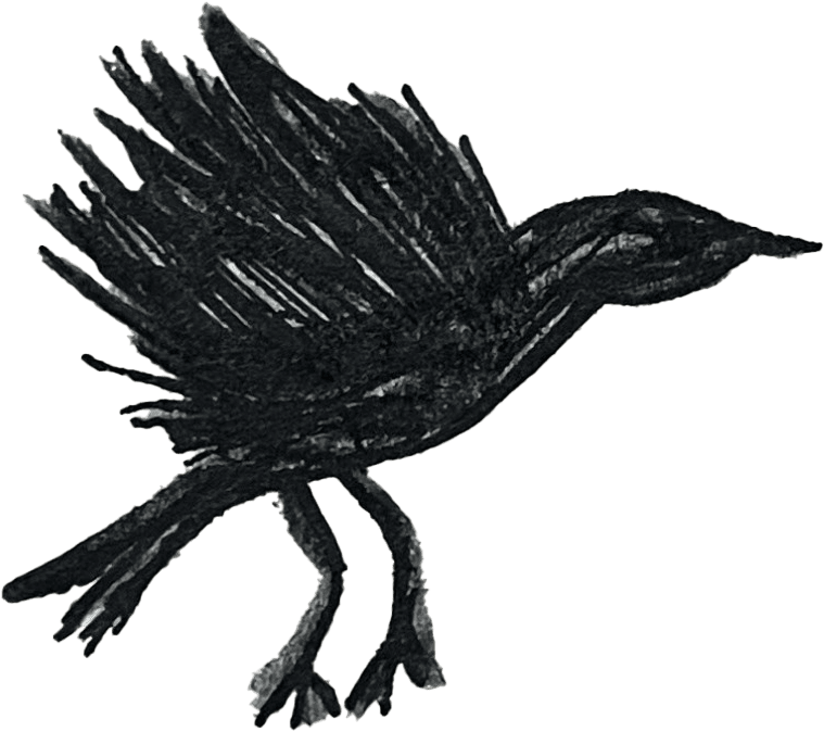 crow illustration