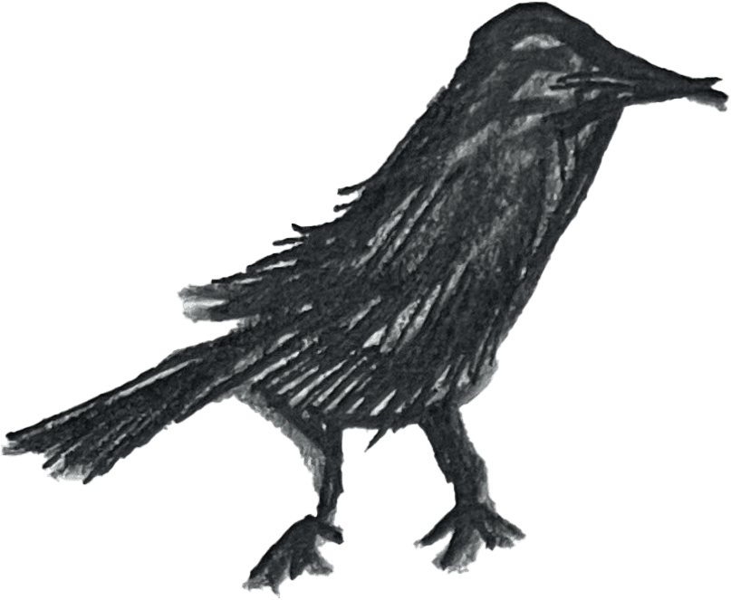 crow illustration